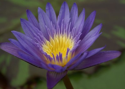 Nymphaea 'Leopardess'