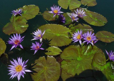 Nymphaea ‘Rhapsody in Blue'