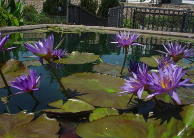 Nymphaea ‘Rhapsody in Blue'