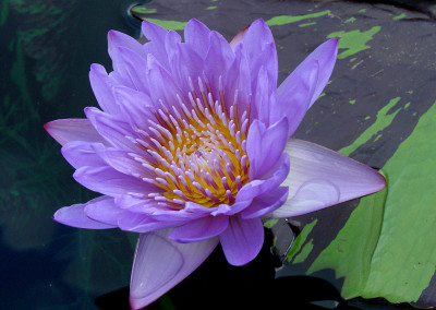 Nymphaea 'Leopardess'