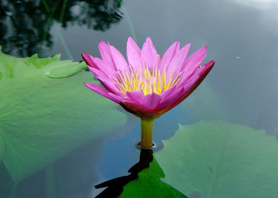 Nymphaea 'Patricia'