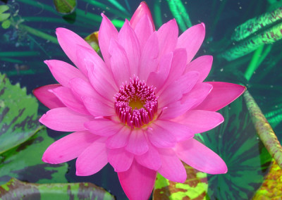 Nymphaea 'Mayor J. W. Lown'