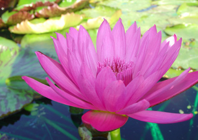 Nymphaea 'Mayor J. W. Lown'