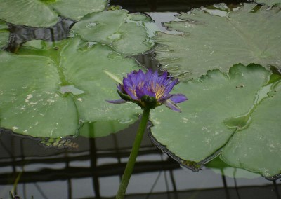 Nymphaea 'Nangkwag' syn (Nymphaea Indian Goddess)