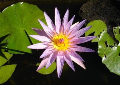 Nymphaea ‘Orchid Star’ syn. Nymphaea ‘Carnea’