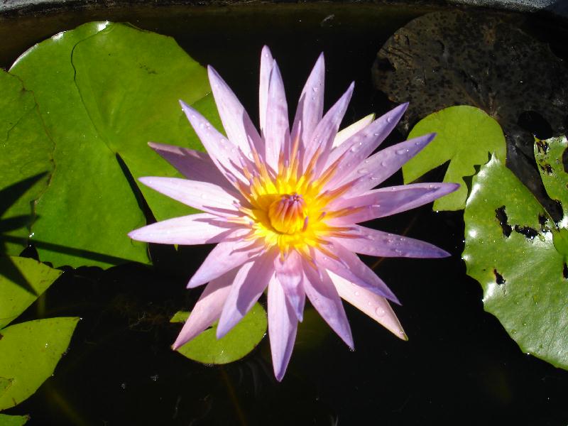 Nymphaea ‘Orchid Star’ syn. Nymphaea ‘Carnea’