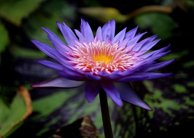 Nymphaea 'Foxfire'