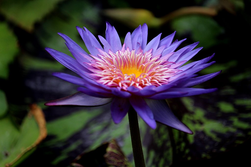 Nymphaea ‘Foxfire’