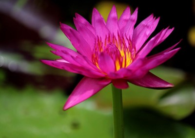 Nymphaea 'Hot Pink'