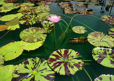 Nymphaea 'Reta Sage'