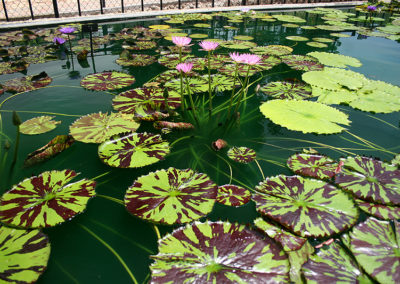 Nymphaea 'Reta Sage'