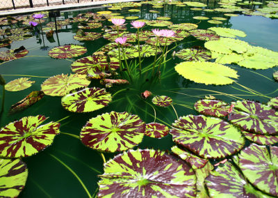 Nymphaea 'Reta Sage'