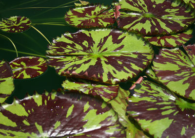 Nymphaea 'Reta Sage'