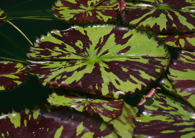 Nymphaea 'Reta Sage'