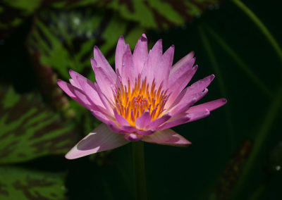 Nymphaea 'Reta Sage'