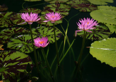 Nymphaea 'Reta Sage'