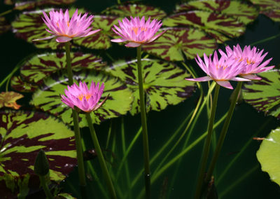 Nymphaea 'Reta Sage'