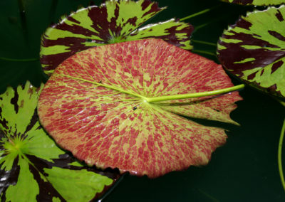 Nymphaea 'Reta Sage'