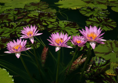 Nymphaea 'Reta Sage'