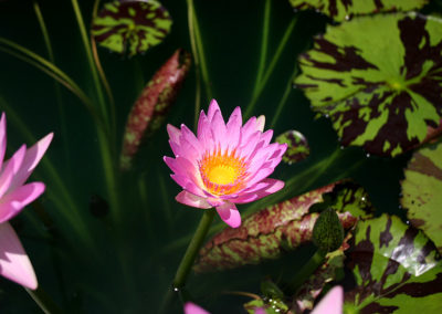 Nymphaea 'Reta Sage'