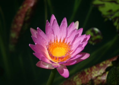 Nymphaea 'Reta Sage'