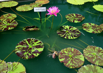 Nymphaea 'Mayor J. W. Lown'