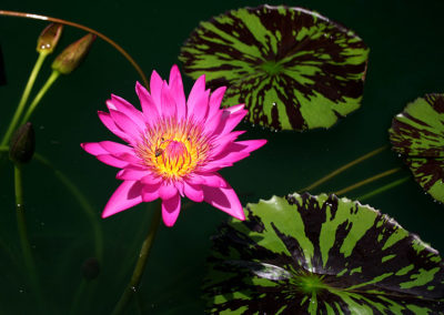 Nymphaea 'Mayor J. W. Lown'