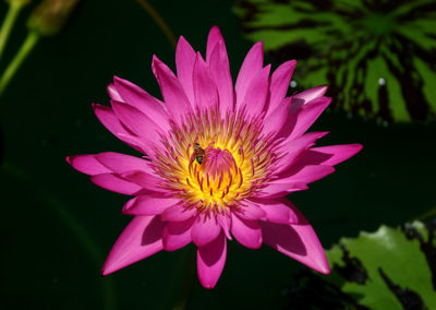 Nymphaea 'Mayor J. W. Lown'