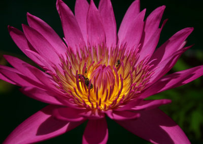 Nymphaea 'Mayor J. W. Lown'