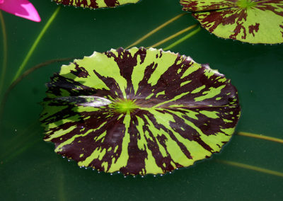 Nymphaea 'Mayor J. W. Lown'