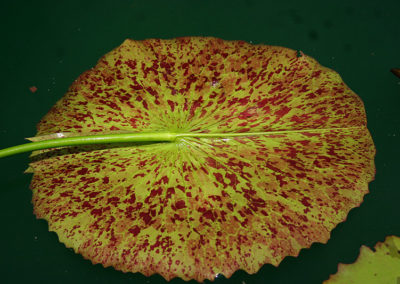 Nymphaea 'Mayor J. W. Lown'