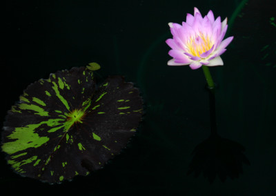 Nymphaea 'Mindy Lynn'