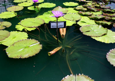 Nymphaea 'Ron G. Landon'