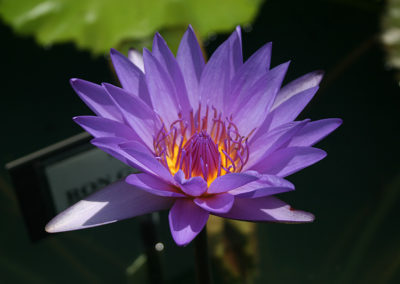 Nymphaea 'Ron G. Landon'