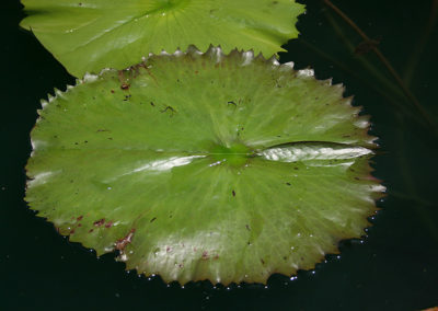 Nymphaea 'Ron G. Landon'