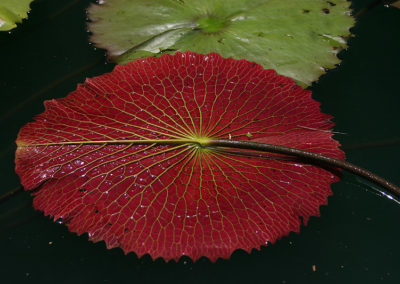 Nymphaea 'Ron G. Landon'