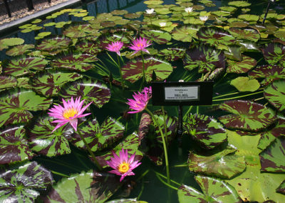 Nymphaea 'Mel Bel'