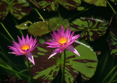 Nymphaea 'Mel Bel'