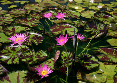 Nymphaea 'Mel Bel'