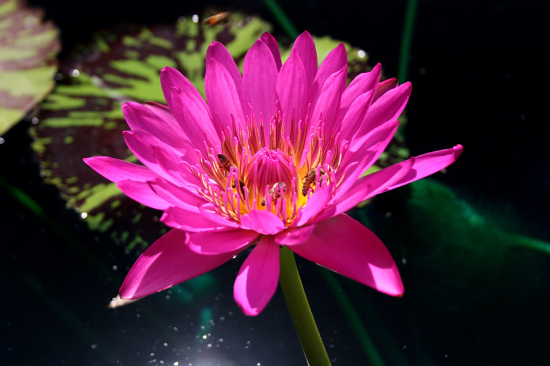 Nymphaea ‘Mayor J. W. Lown’