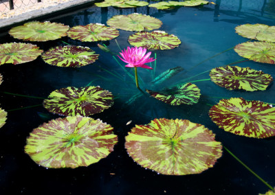 Nymphaea 'Mayor J. W. Lown'