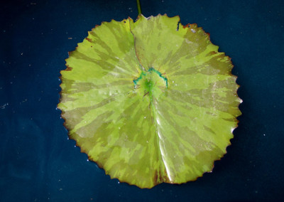 Nymphaea 'Mayor J. W. Lown'