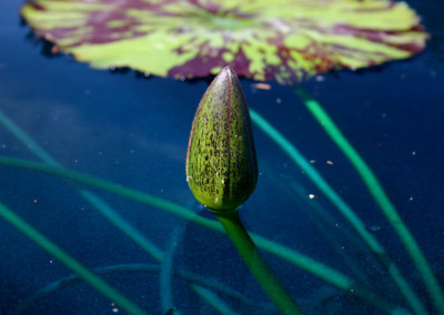 Nymphaea 'Mayor J. W. Lown'