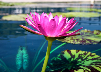 Nymphaea 'Mayor J. W. Lown'