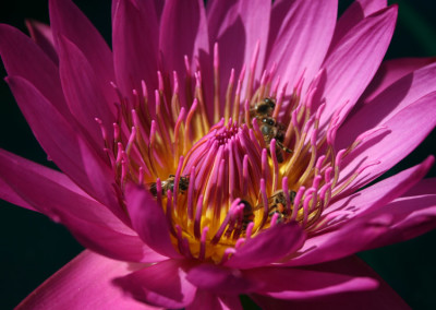 Nymphaea 'Mayor J. W. Lown'