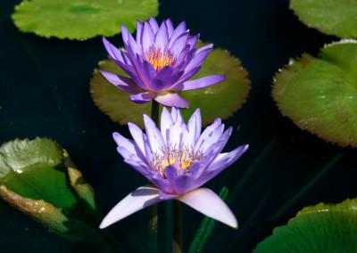 Nymphaea 'Ron G. Landon'