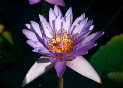 Nymphaea 'Ron G. Landon'