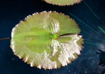 Nymphaea 'Ron G. Landon'