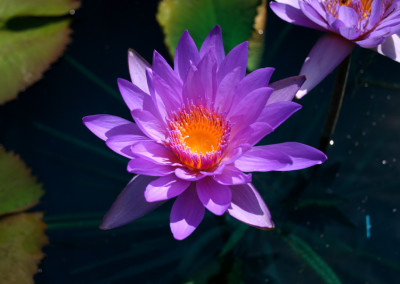 Nymphaea 'Ron G. Landon'