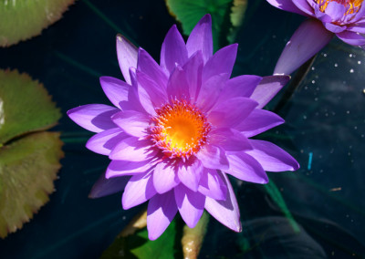 Nymphaea 'Ron G. Landon'